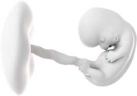 ЭКО эмбрион: развитие, имплантация формирование ребенка